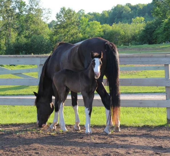 Mare&Foal