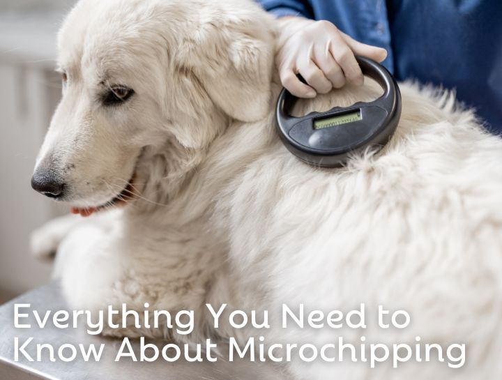 Let’s Talk About the Importance of Microchipping