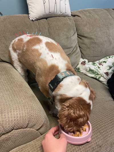 Dog getting acupuncture