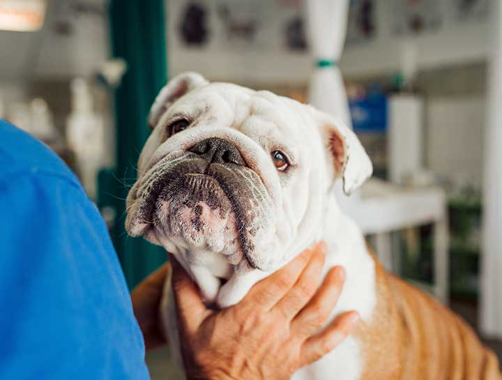 Valley Veterinary Clinic Policies